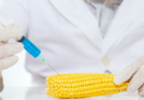 Pasze z GMO nadal mają być legalne w Polsce